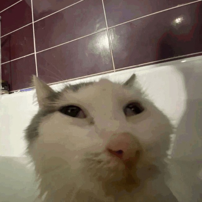 Милый кот